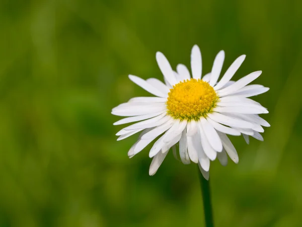 Beautiful daisy flower in the field — Stock Photo, Image