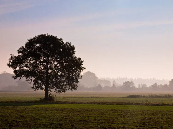 Ensamt träd i kulturlandskapet under morgondimman — Stockfoto