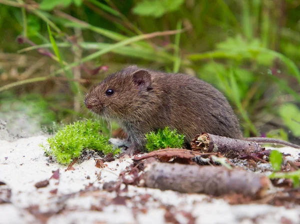 Vole comum (Microtus arvalis) no habitat natural — Fotografia de Stock