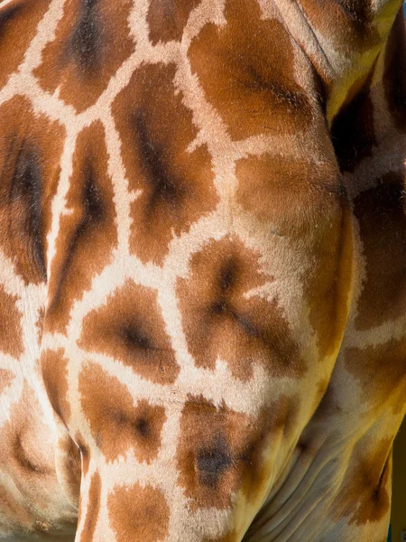 Girafa torso detalhe da pele — Fotografia de Stock