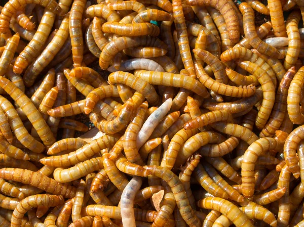 Mealworm abstract background — Stock Photo, Image