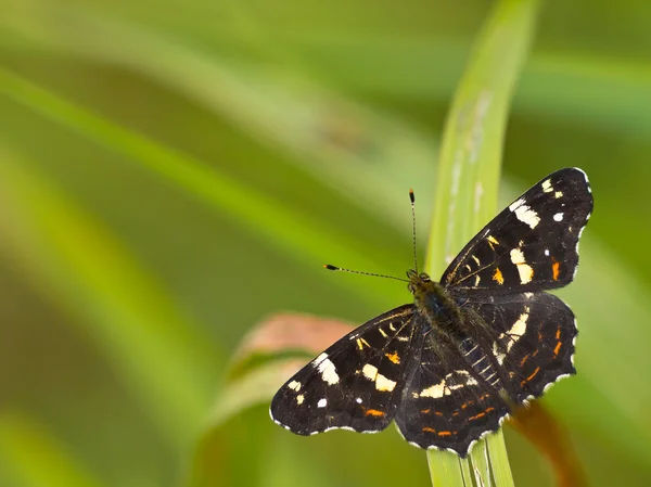 Prachtige kaart vlinder rust op gras met copyspace — Stockfoto