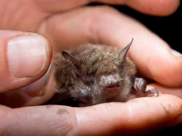 Pipistrello in mano del ricercatore — Foto Stock