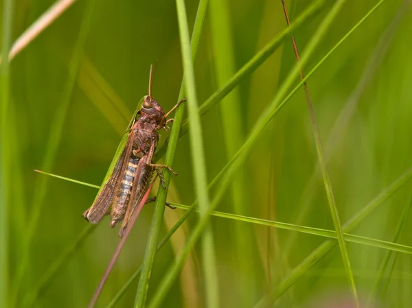 Grashopper in an abstract grass decor — Stock Photo, Image