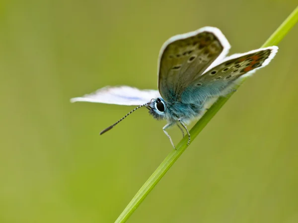 Butterfly in natural habitat — Stock Photo, Image