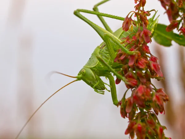 De grote groene bush-cricket — Stockfoto