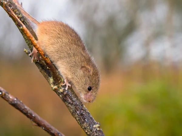 Colheita do mouse está em execução — Fotografia de Stock