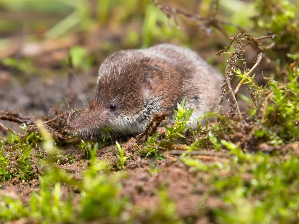 Pygmy shrew is hiding