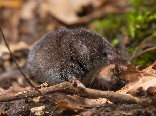 Eurasiático pigmeu shrew na floresta — Fotografia de Stock