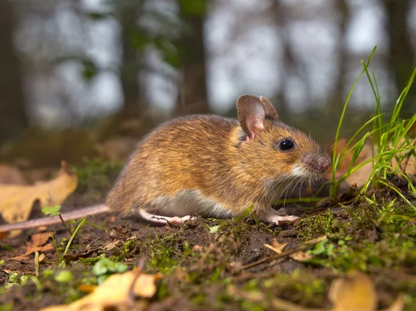 Ratón en el bosque —  Fotos de Stock