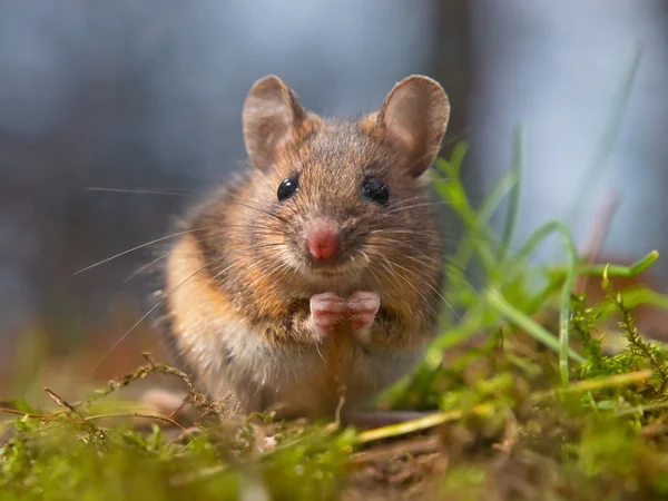 Wild mouse sitting on hind legs — Stock Photo, Image