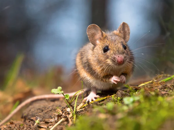 Wild wood mouse — Stock Photo, Image