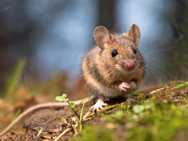 Wild wood mouse