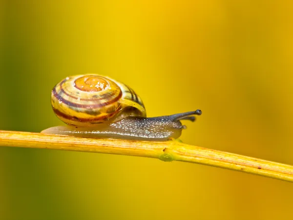 Caracol pequeño en ramita — Foto de Stock