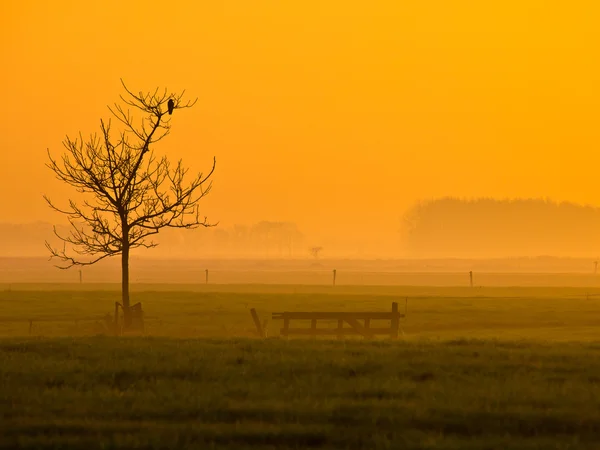 Crow is kijken — Stockfoto