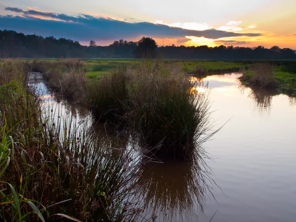 Fork in creek — Stock Photo, Image