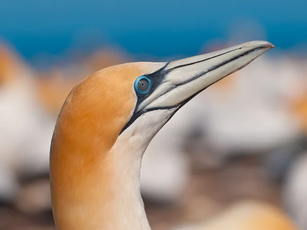 Close up of an australasian gannet — Stock Photo, Image