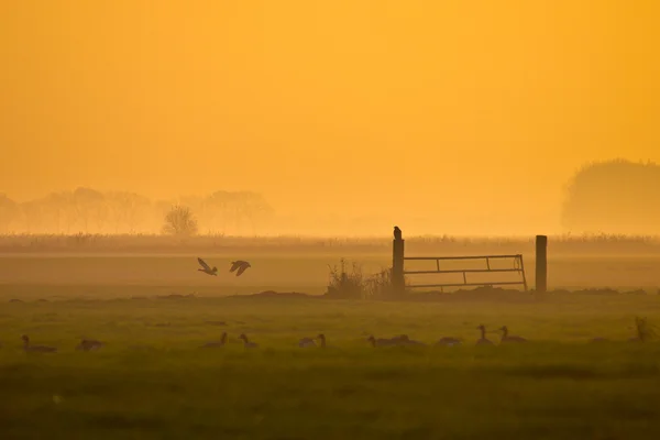 Raptor is overlooking fields — Stock Photo, Image