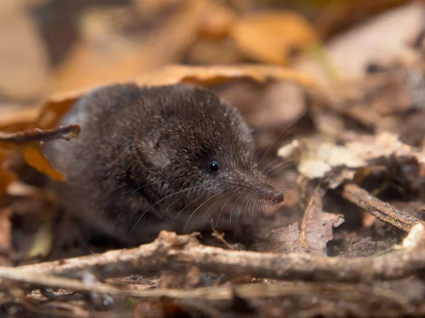 Pygmy spitsmuis — Stockfoto