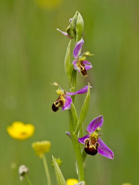 Ophrys apifera — Stock fotografie