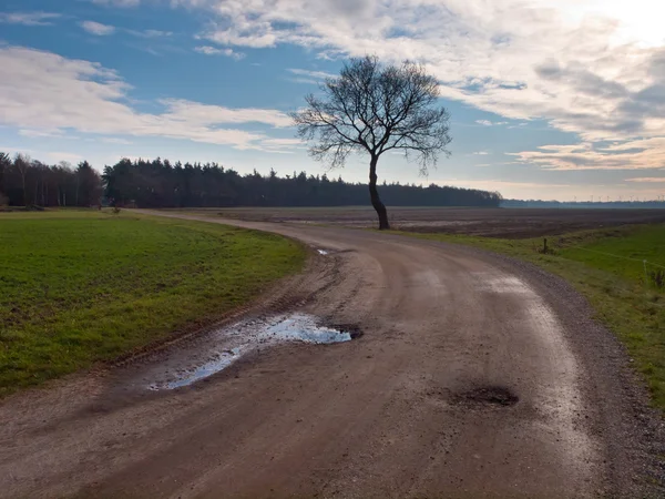 Сельская дорога с деревом — стоковое фото
