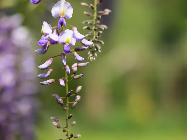 Glyzinien — Stockfoto