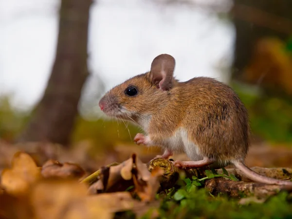 Lado amarelo do mouse com pescoço — Fotografia de Stock