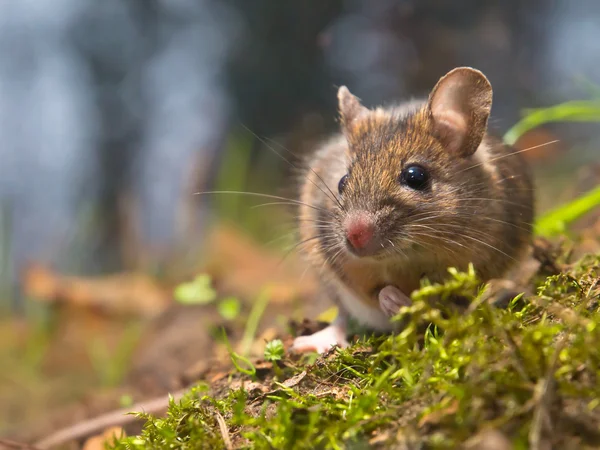 Мышь в естественной среде обитания — стоковое фото