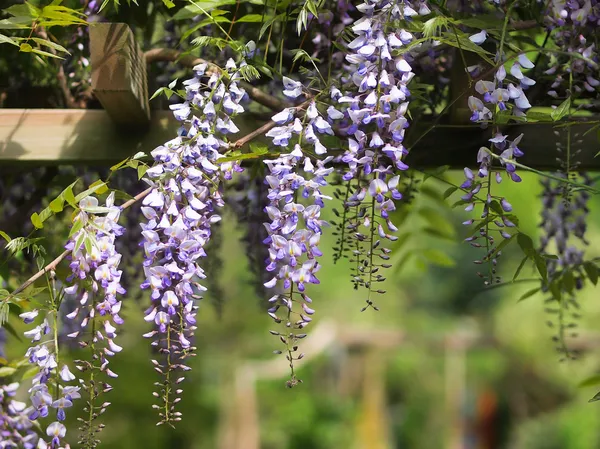 Wisteria em pérgula — Fotografia de Stock