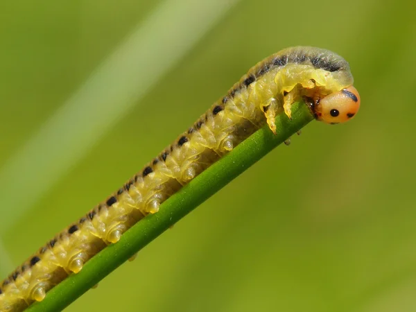 Caterpillar eten van een plant — Stockfoto