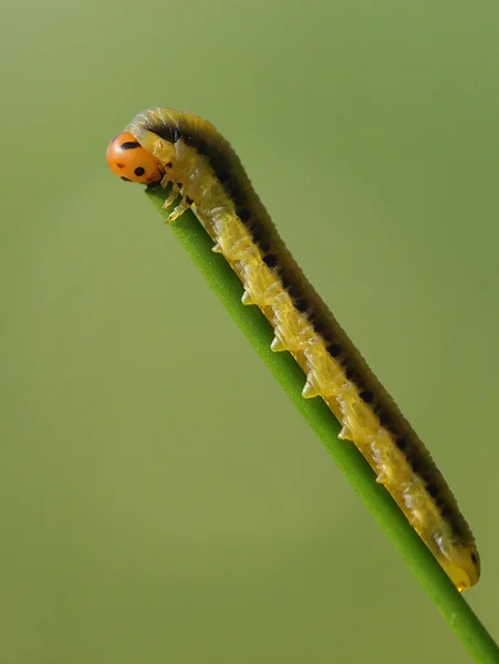 Chenille mangeant d'une plante — Photo