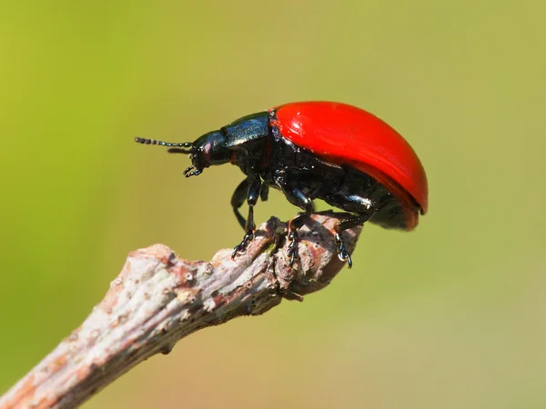 Red leaf beetle — Stock Photo, Image