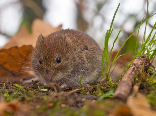 Bank vole looking for food — Stock Photo, Image