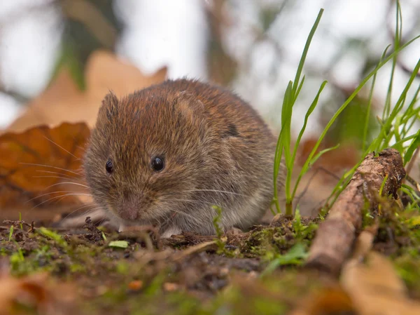 Yiyecek arayan banka vole — Stok fotoğraf