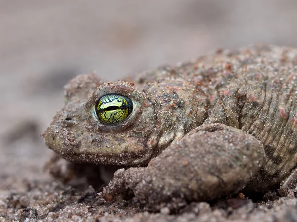 Epidalea calamita — 图库照片