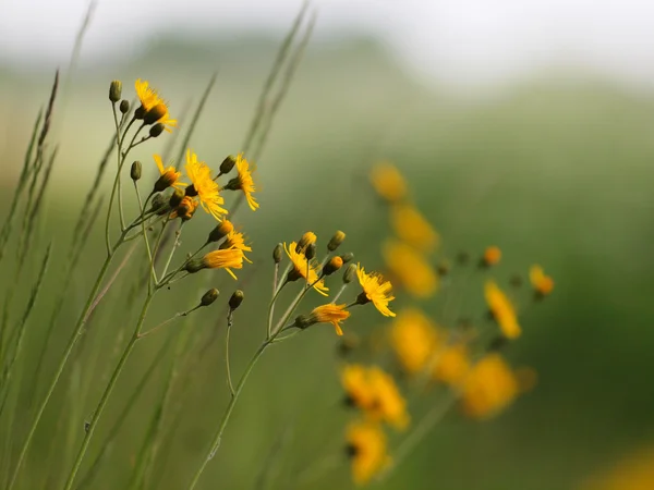 Narrowleaf hawkweed — Stock Photo, Image