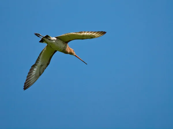 Sua sagacidade de cauda preta — Fotografia de Stock