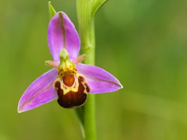 Makro obrázek bee Orchid — Stock fotografie
