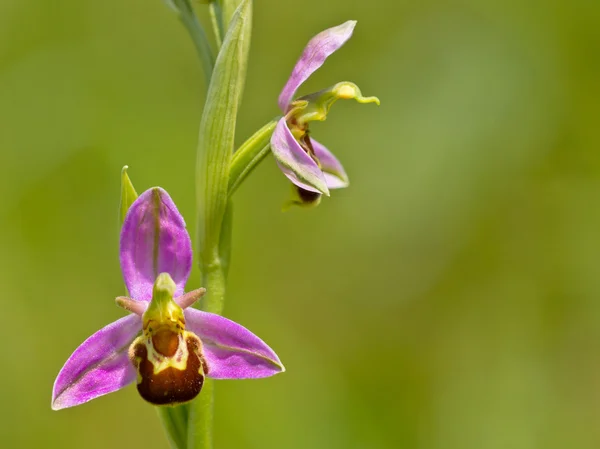 Biene Orchidee doppelte Blume — Stockfoto