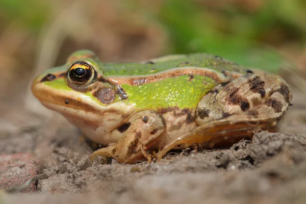 Sunbathing edible frog — Stock Photo, Image