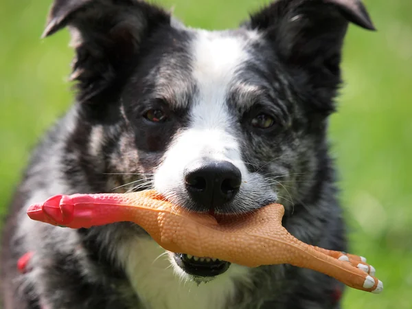 Playfull dog — Stock Photo, Image