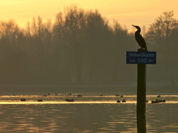 Shag auf Schild — Stockfoto