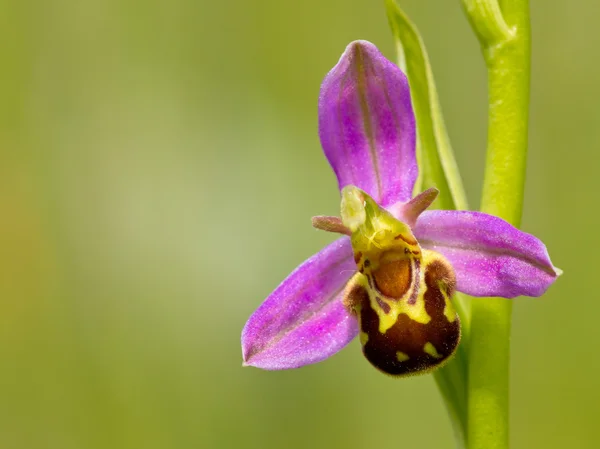 Zblízka bee Orchid — Stock fotografie