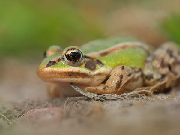 Grüner Frosch — Stockfoto