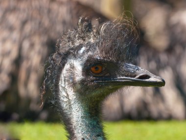 Portrait of an emu clipart