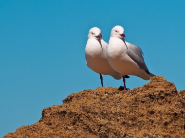 Kırmızı gagalı martı