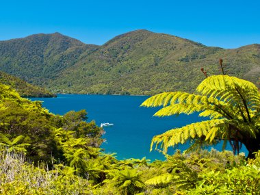 Tree ferns and blue water clipart