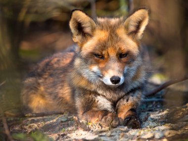 Red fox yalan
