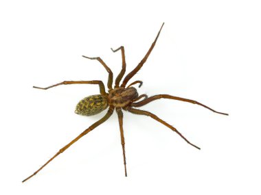 Hairy spider
