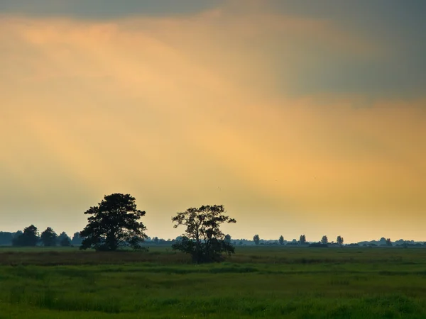 Bomen in een laagland reserve — Stockfoto